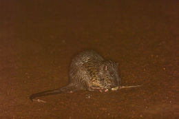 Image of Water Rat