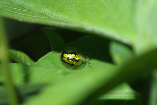 Image of Tortoise beetle