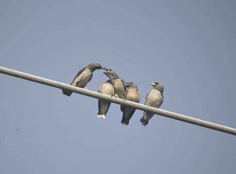 Image of Ashy Wood Swallow