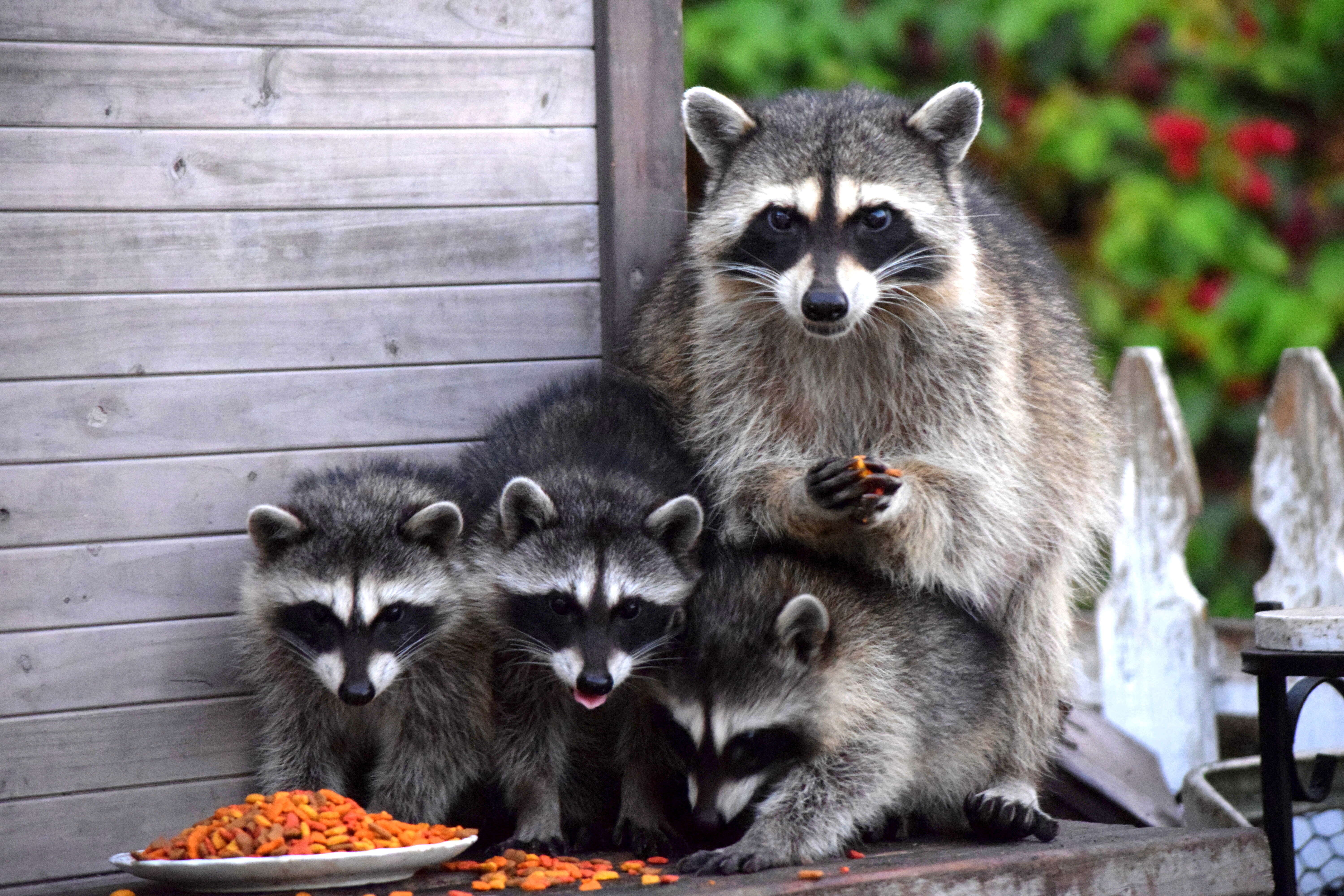 Image of raccoons