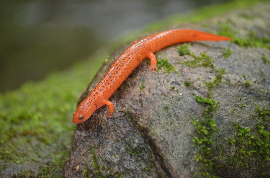 Image of Northern red salamander