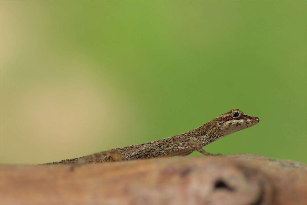 Image of Brown-eared anole