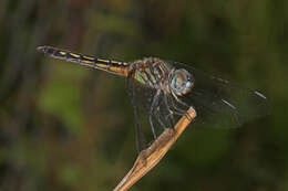 Image of Blue Dasher