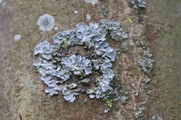 Image of Hammered shield lichen