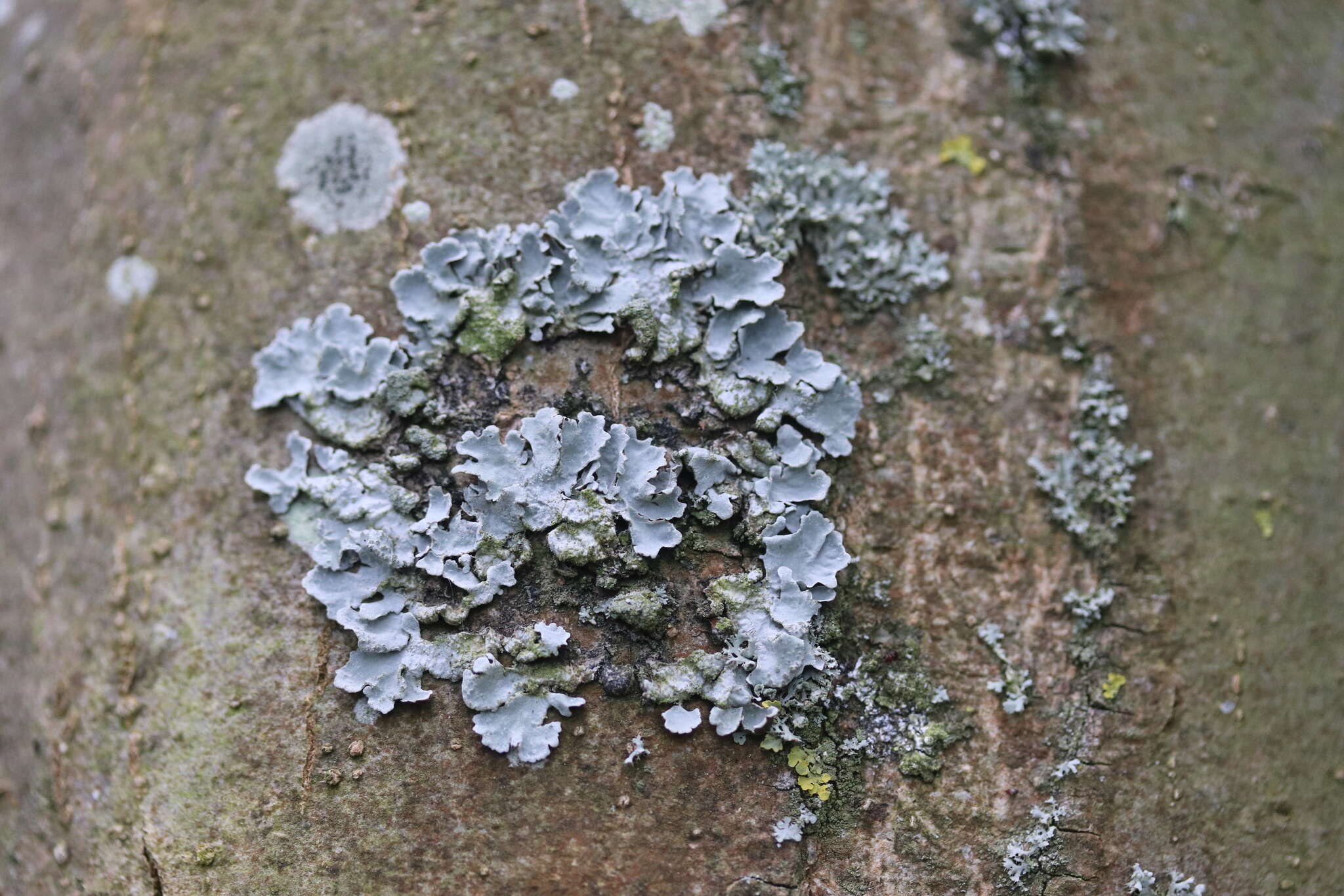 Image of Hammered shield lichen