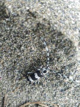 18.https www inaturalist org photos 4262752.580x360