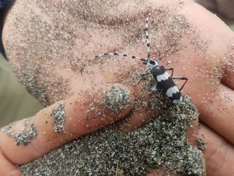 18.https www inaturalist org photos 4262755.580x360