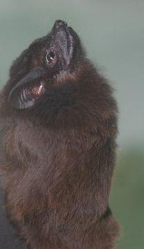 Image of Chestnut Sac-winged Bat