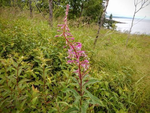 Image of <i>Chamerion angustifolium</i>