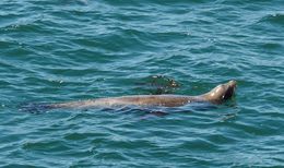 Image of California Sea Lion