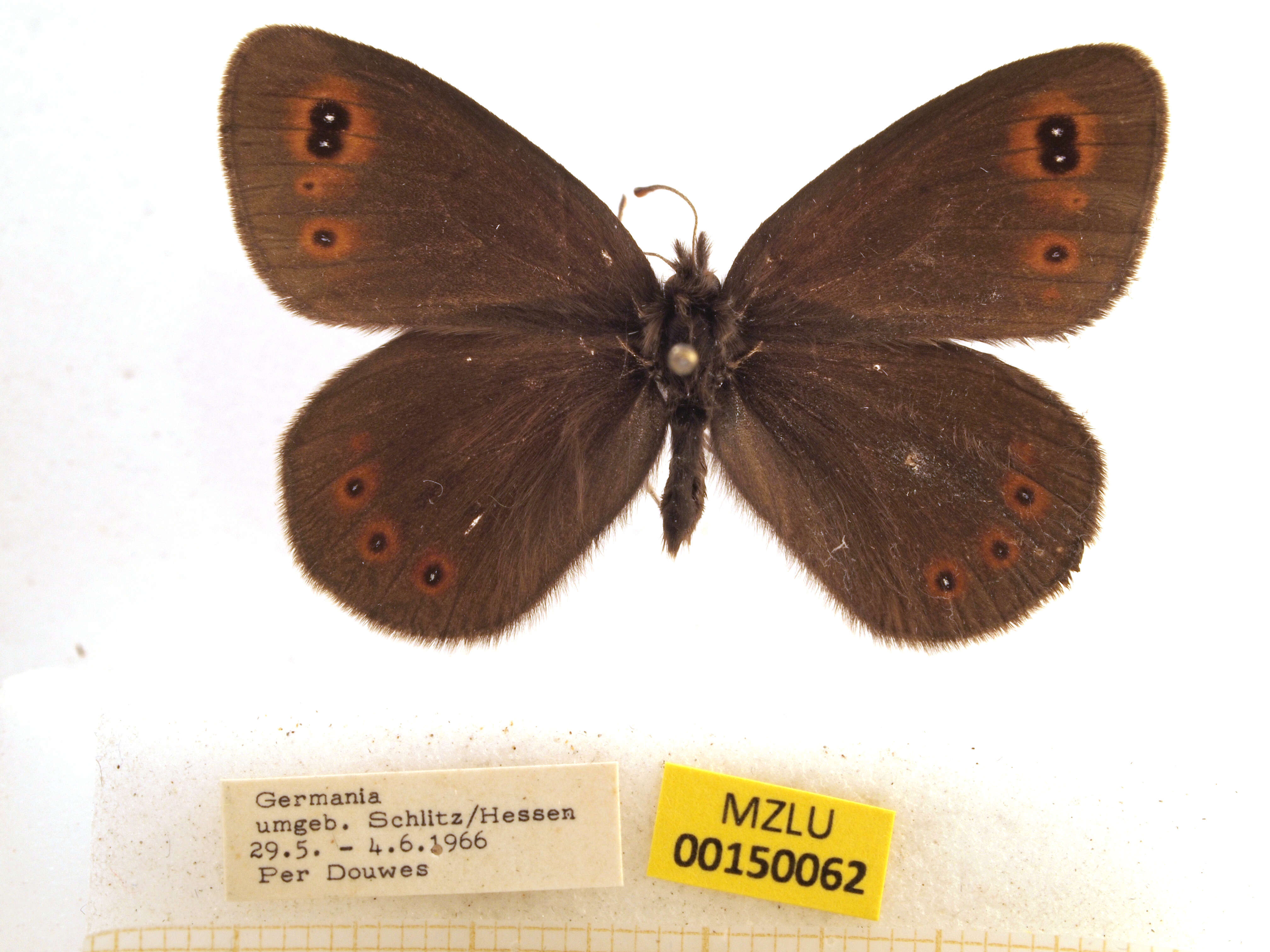 Image of woodland ringlet