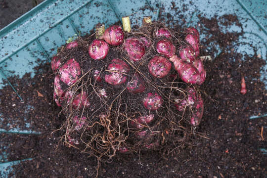 Image of Jerusalem artichoke