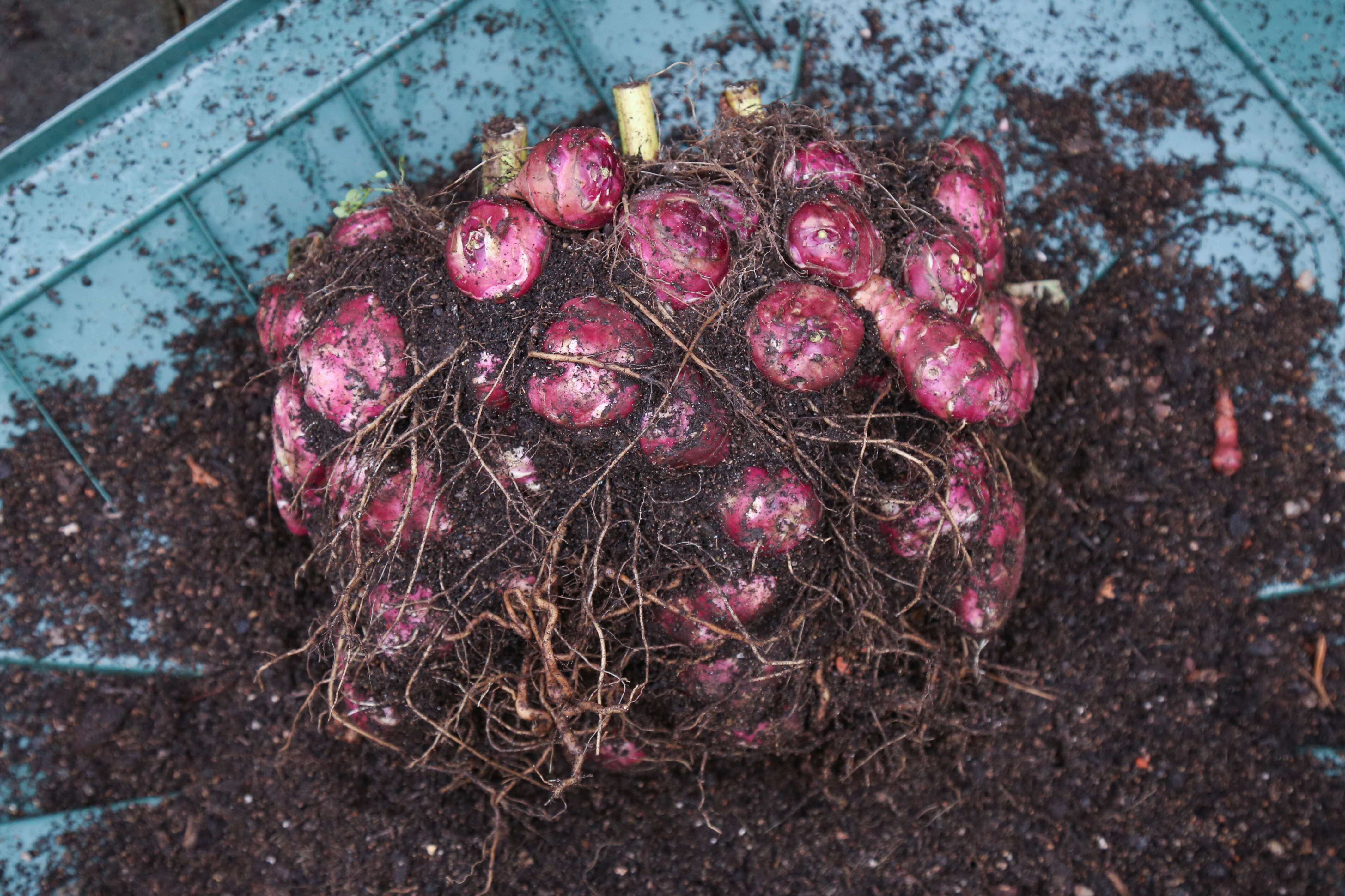 Image of Jerusalem artichoke