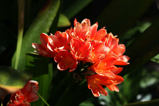 Image of Clivia