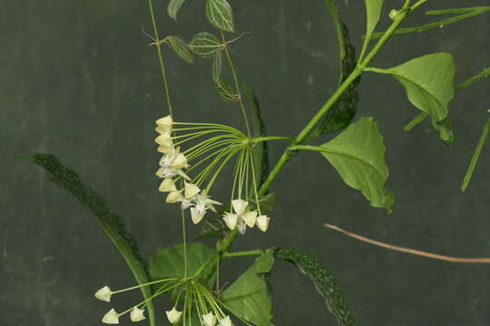 Image of Hoya multiflora Bl.