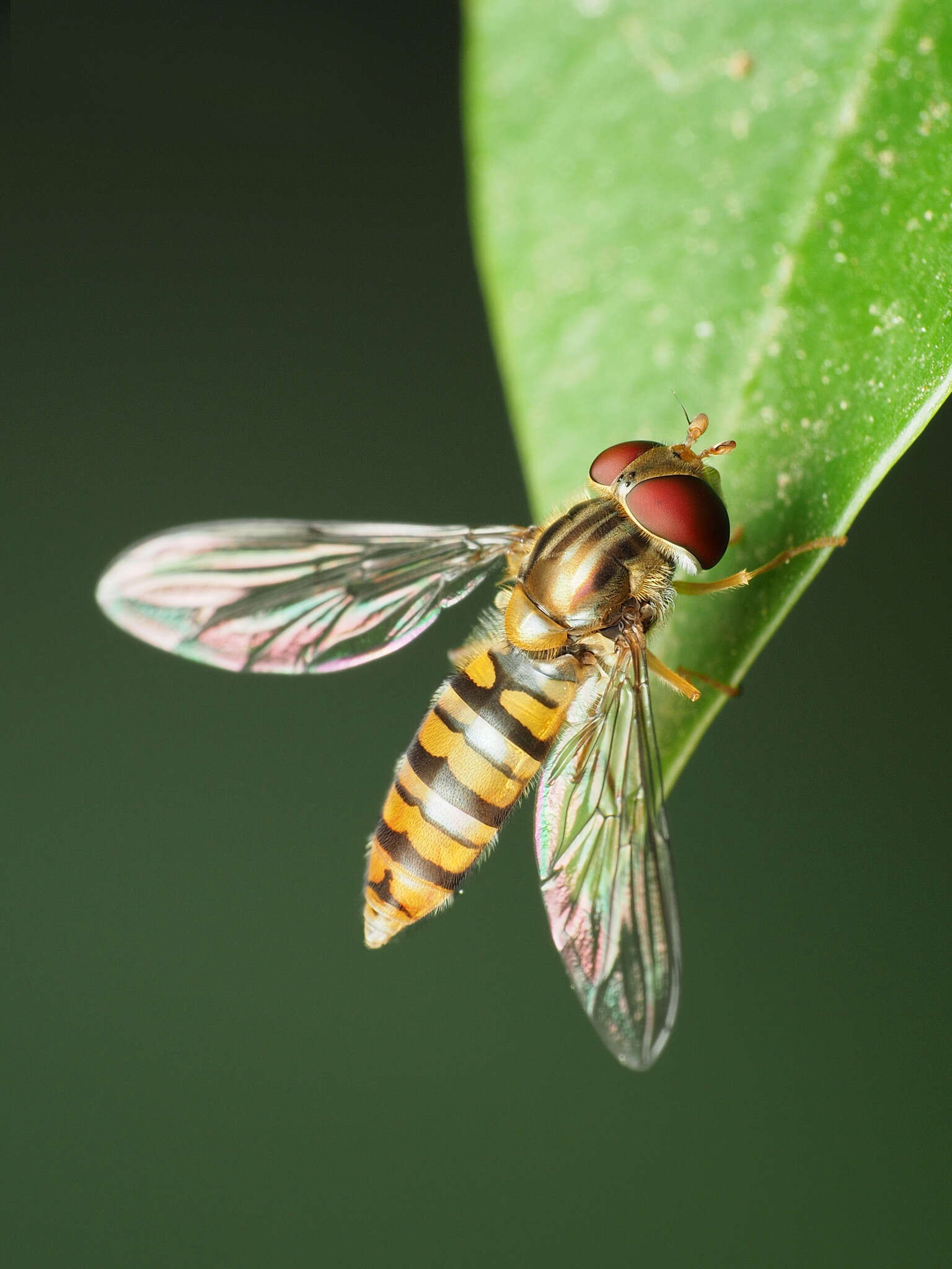 Image of Marmalade hoverfly