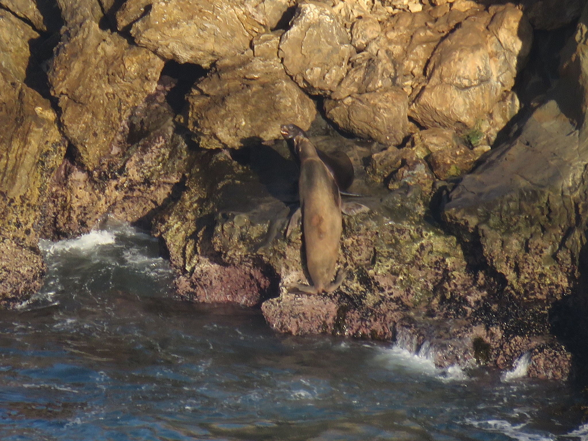 Image of California Sea Lion