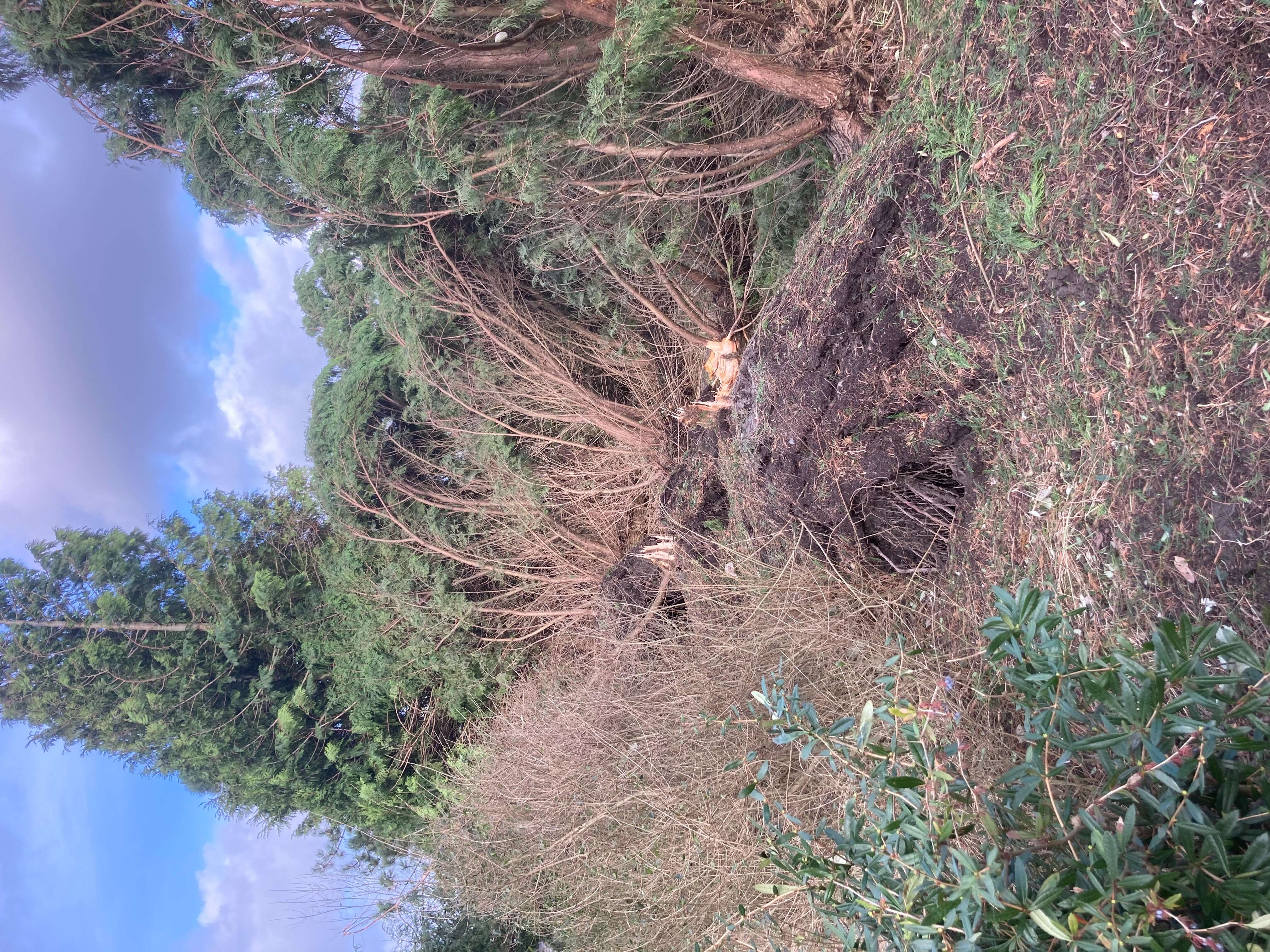 صورة Cupressus × leylandii