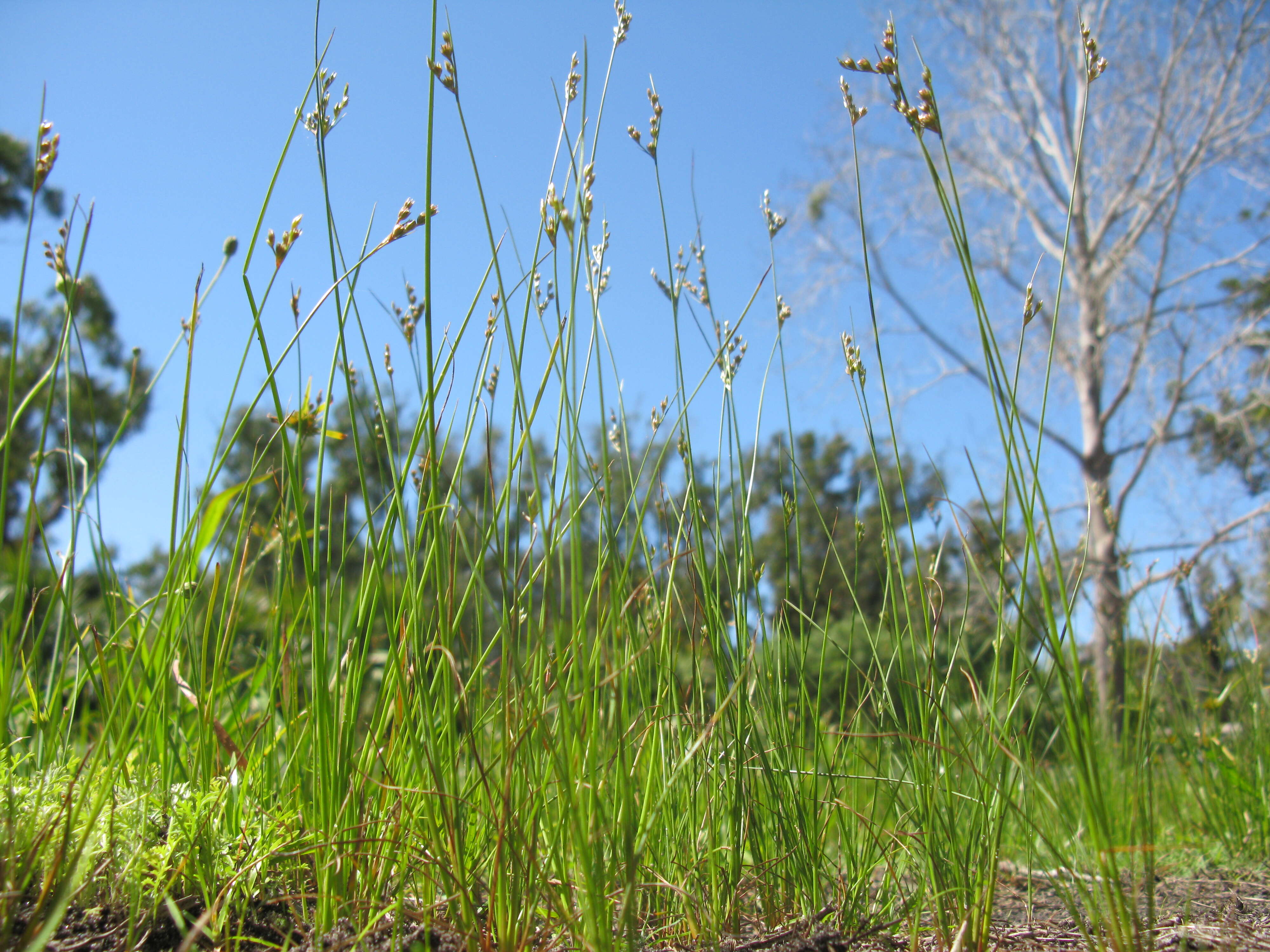 Image of forked rush