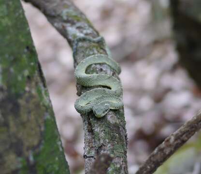 Image of African Bush Viper