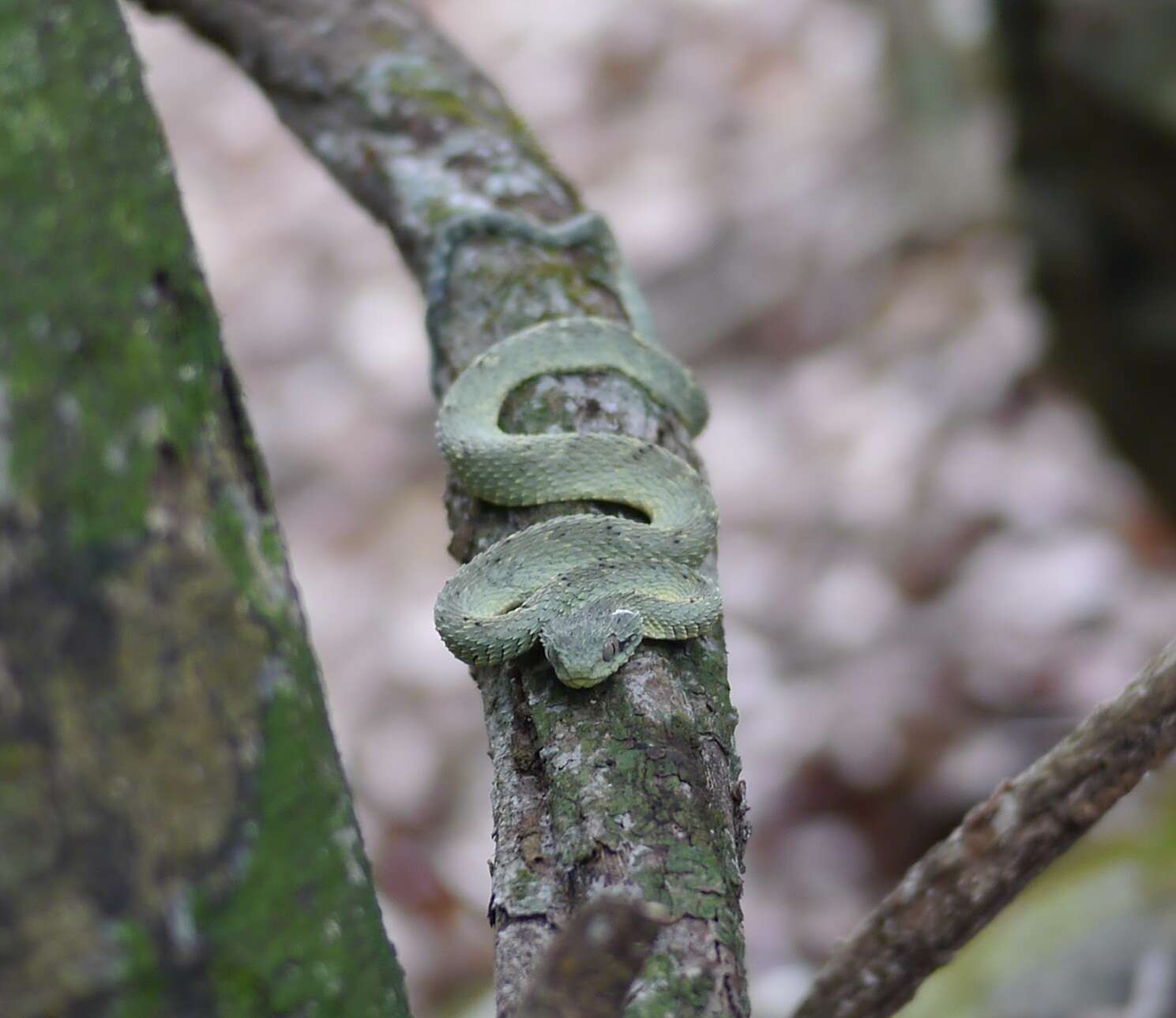 Image of African Bush Viper