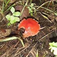 Image of Leratiomyces ceres (Cooke & Massee) Spooner & Bridge 2008