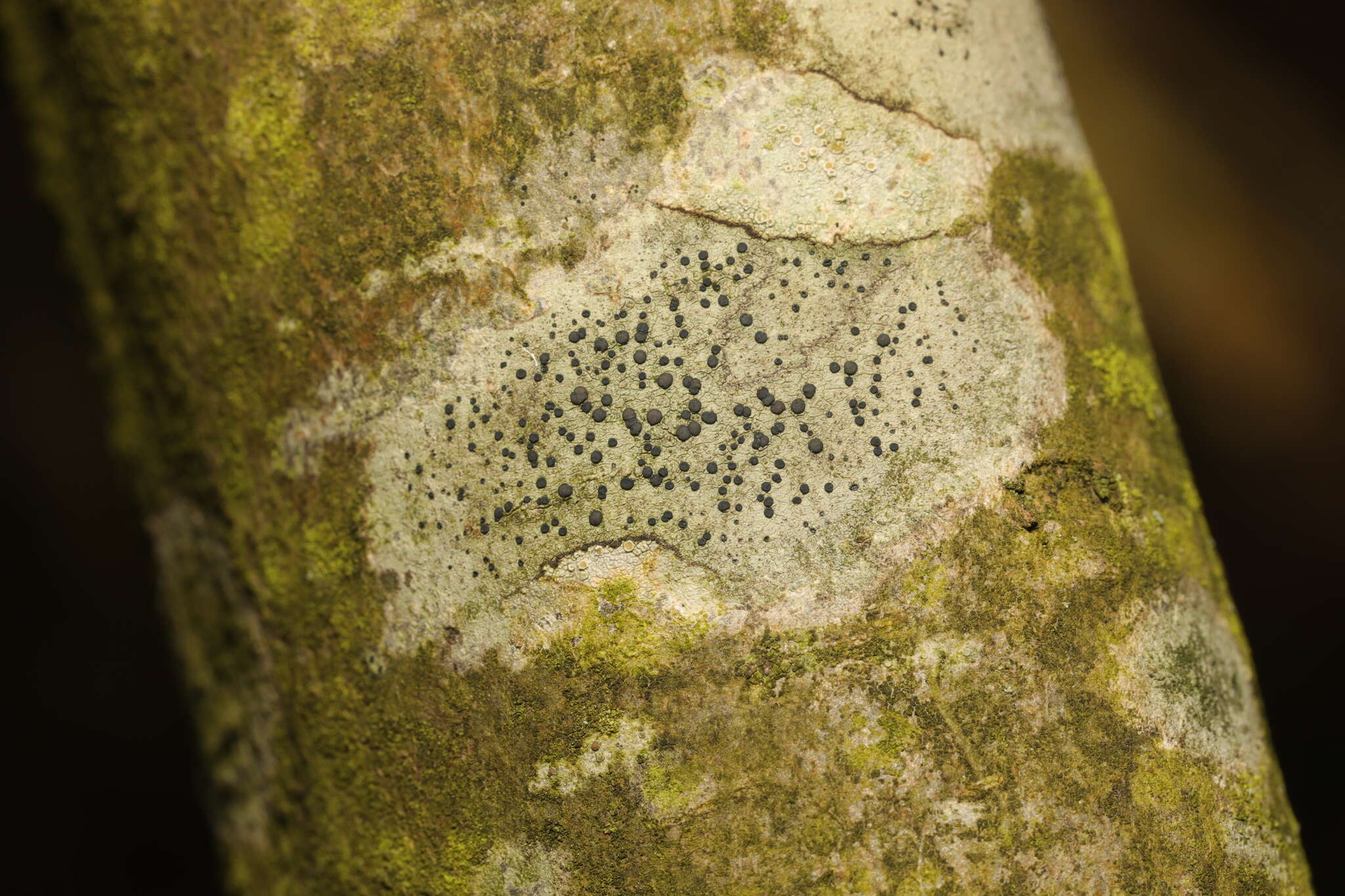 Image of lecidella lichen