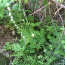 Image of <i>Mitella stauropetala</i>