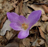 Image of Colchicum lusitanum Brot.