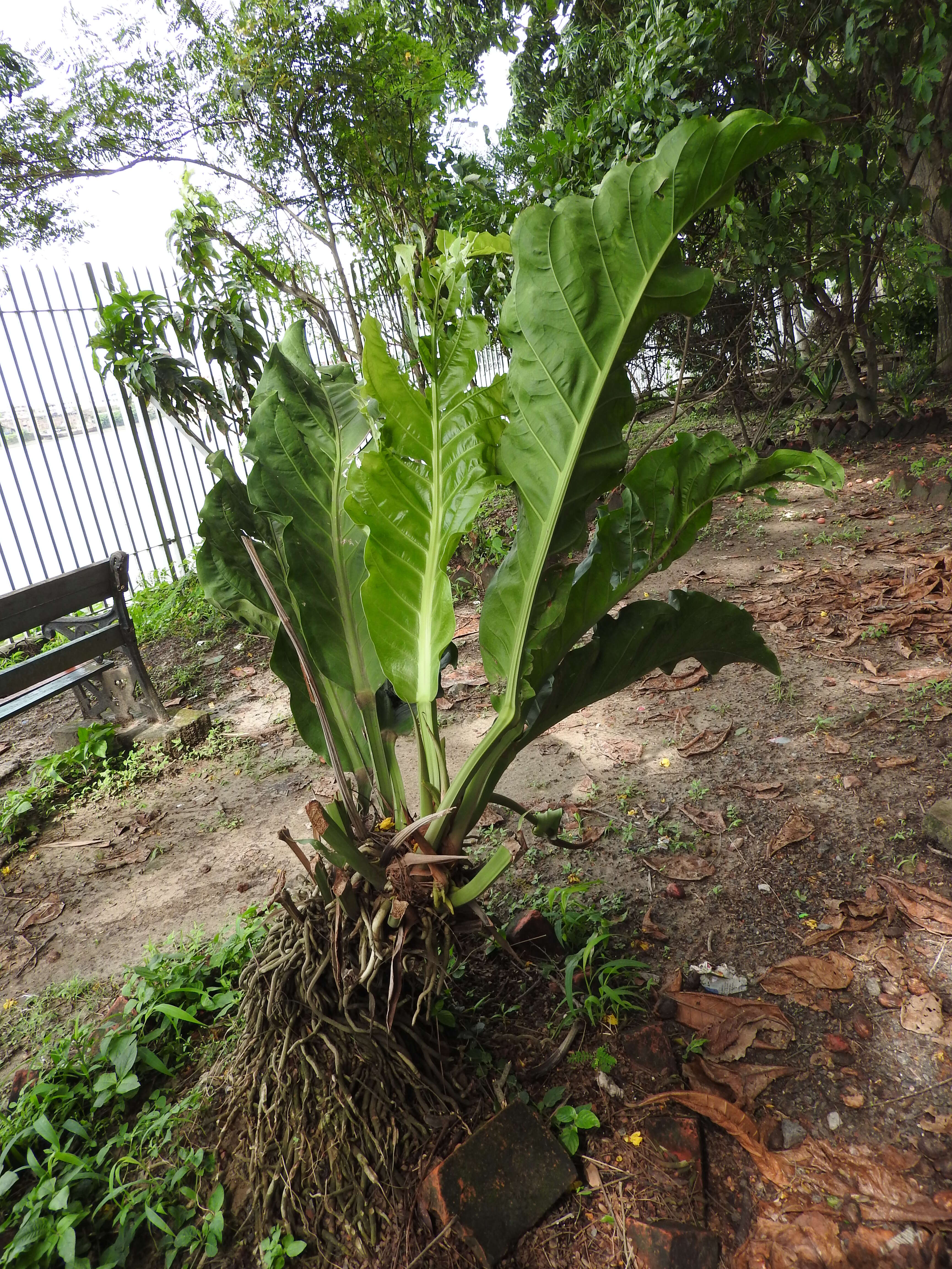 Imagem de Anthurium coriaceum G. Don