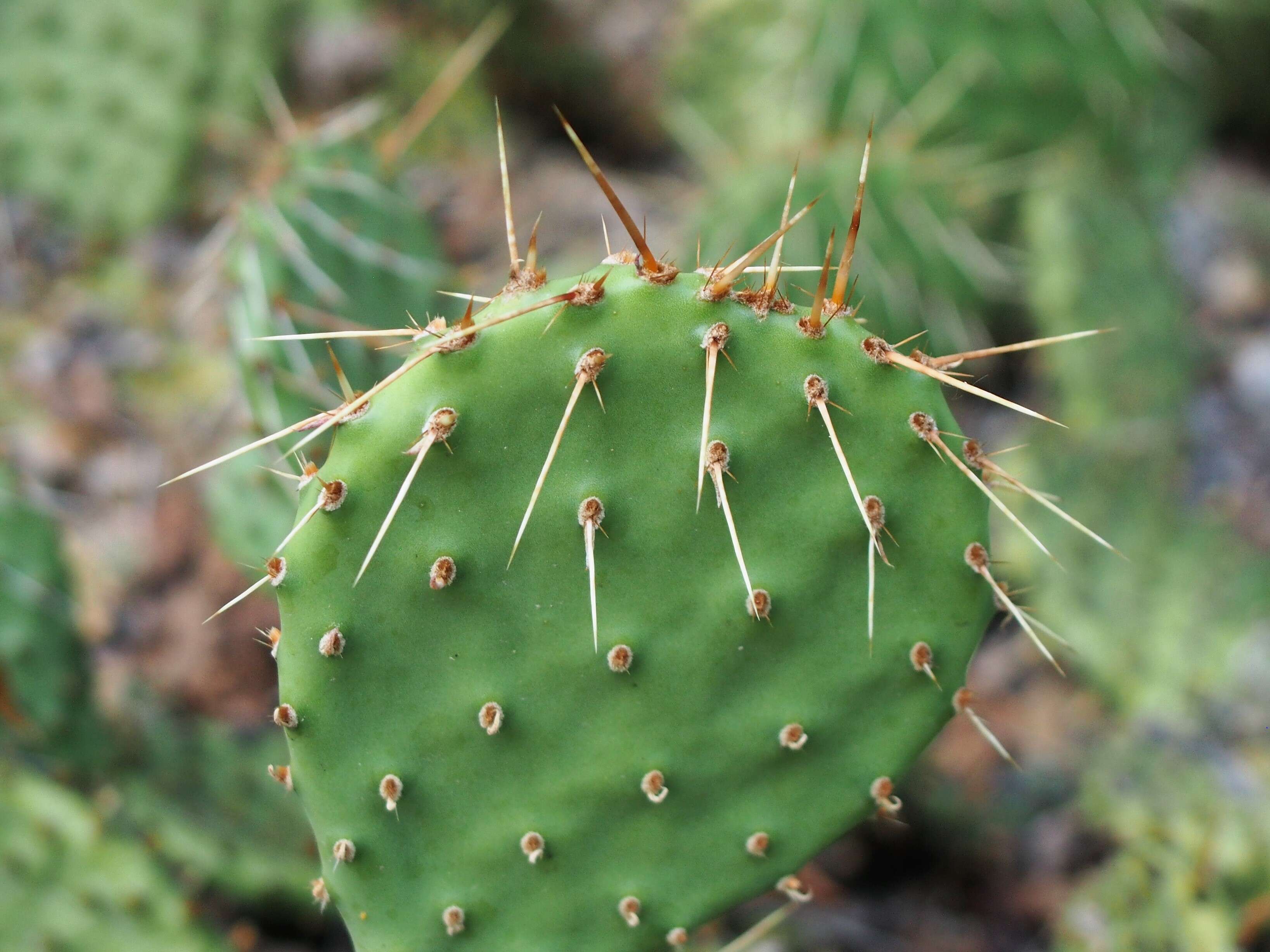 Image of Brownspine Pricklypear