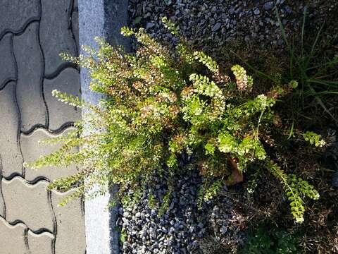 Image of Virginia pepperweed