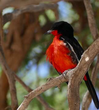 Laniarius atrococcineus (Burchell 1822) resmi