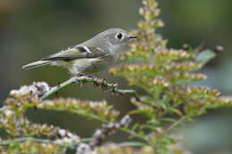 Image of Golden-crowned Kinglet