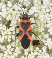 Image of Common milkweed bug