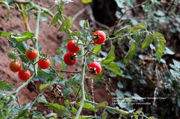 Image of <i>Solanum lycopersicum</i>