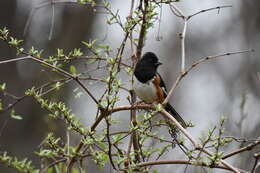 Image of Eastern Towhee