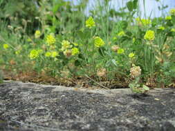 Image of field clover