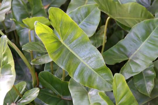 Philodendron burle-marxii G. M. Barroso的圖片