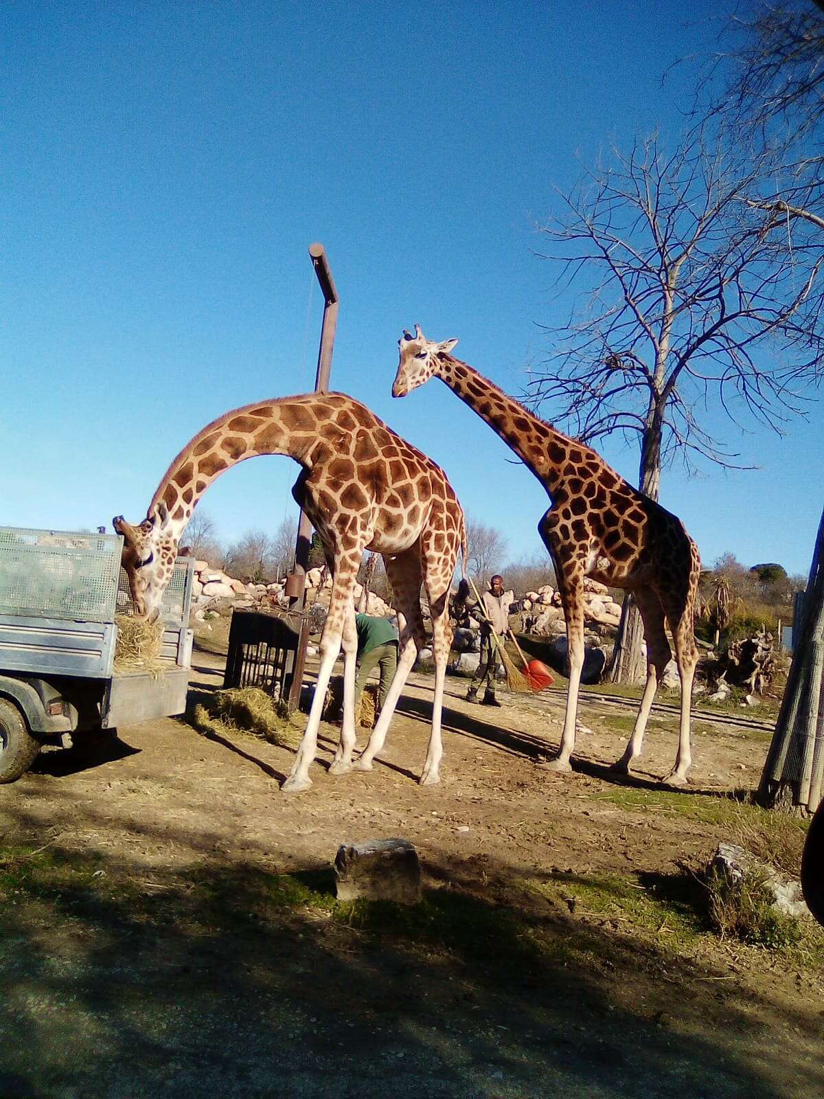 Plancia ëd Giraffa camelopardalis (Linnaeus 1758)