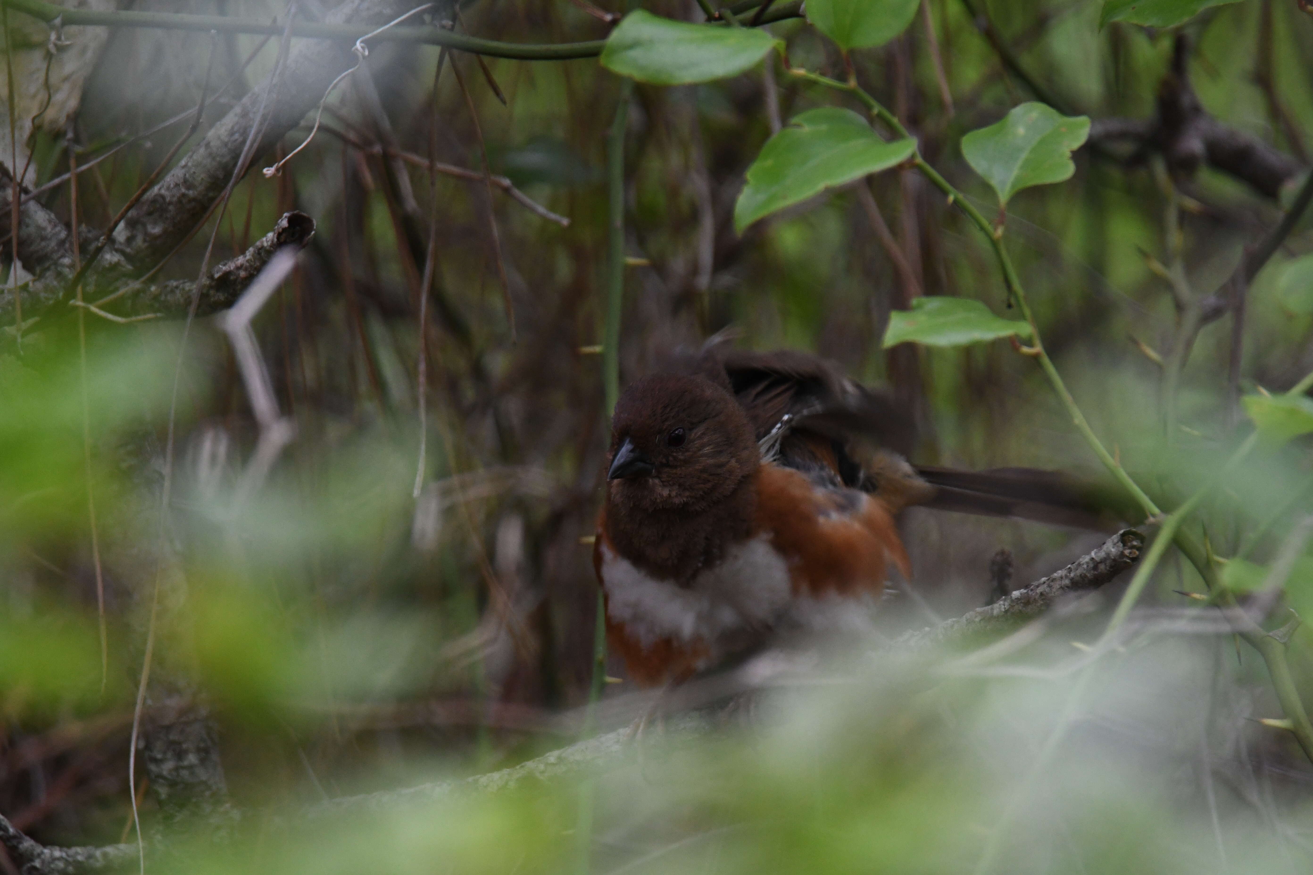 Image of Eastern Towhee