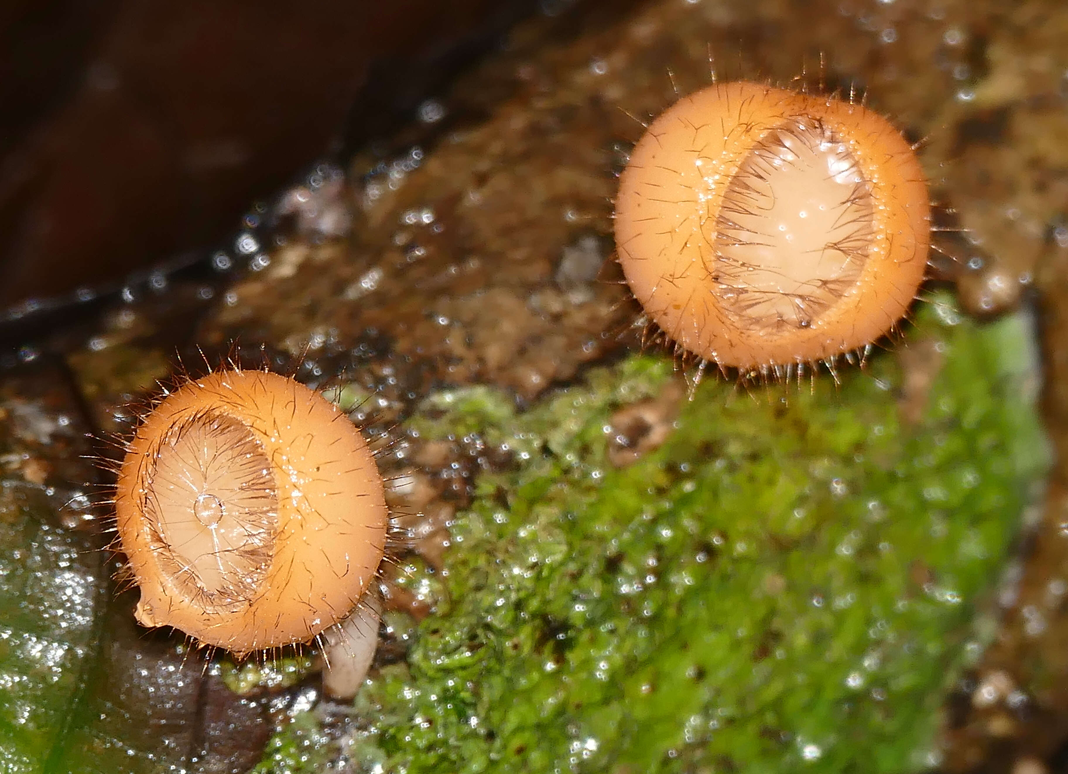 Image of Cookeina tricholoma (Mont.) Kuntze 1891