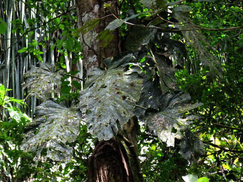 Image of Monstera dubia (Kunth) Engl. & K. Krause