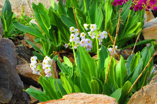 Image of <i>Primula parryi</i>