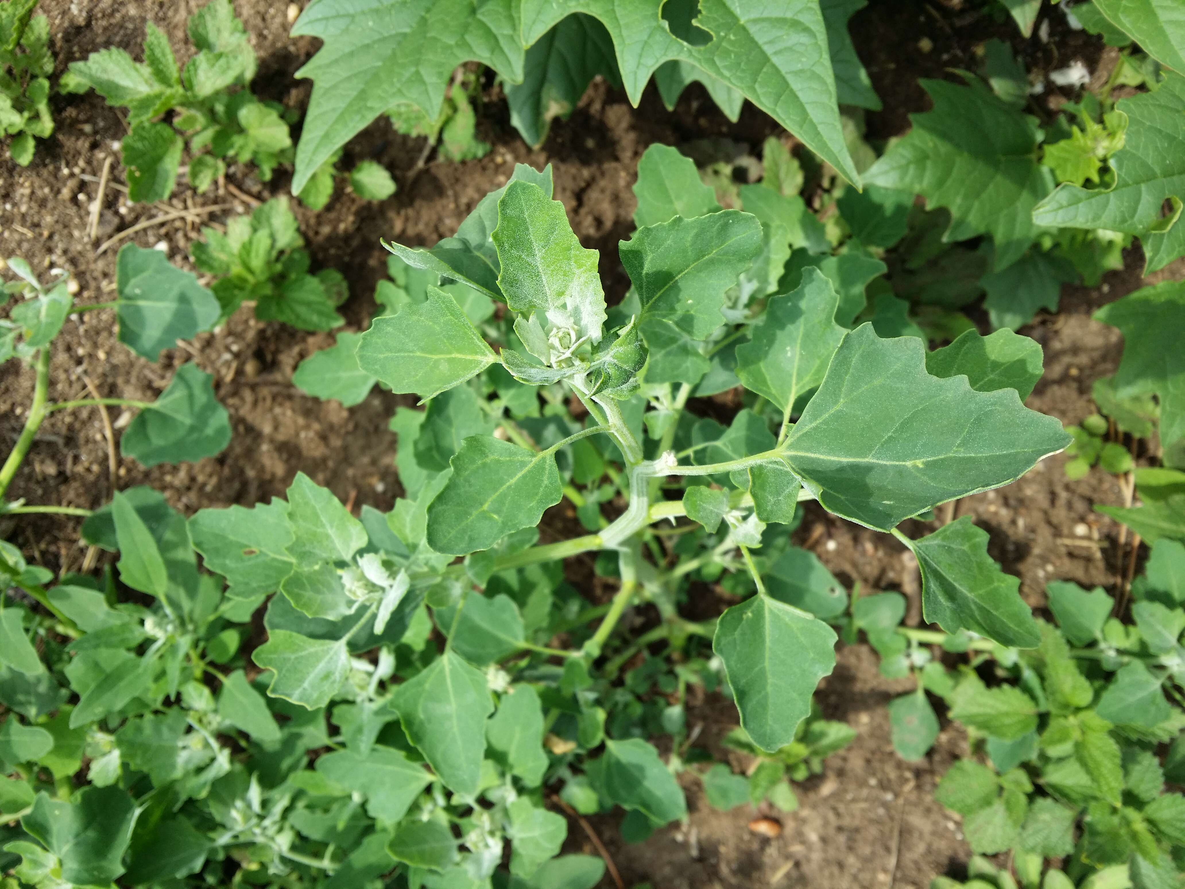 Image of Grey Goosefoot