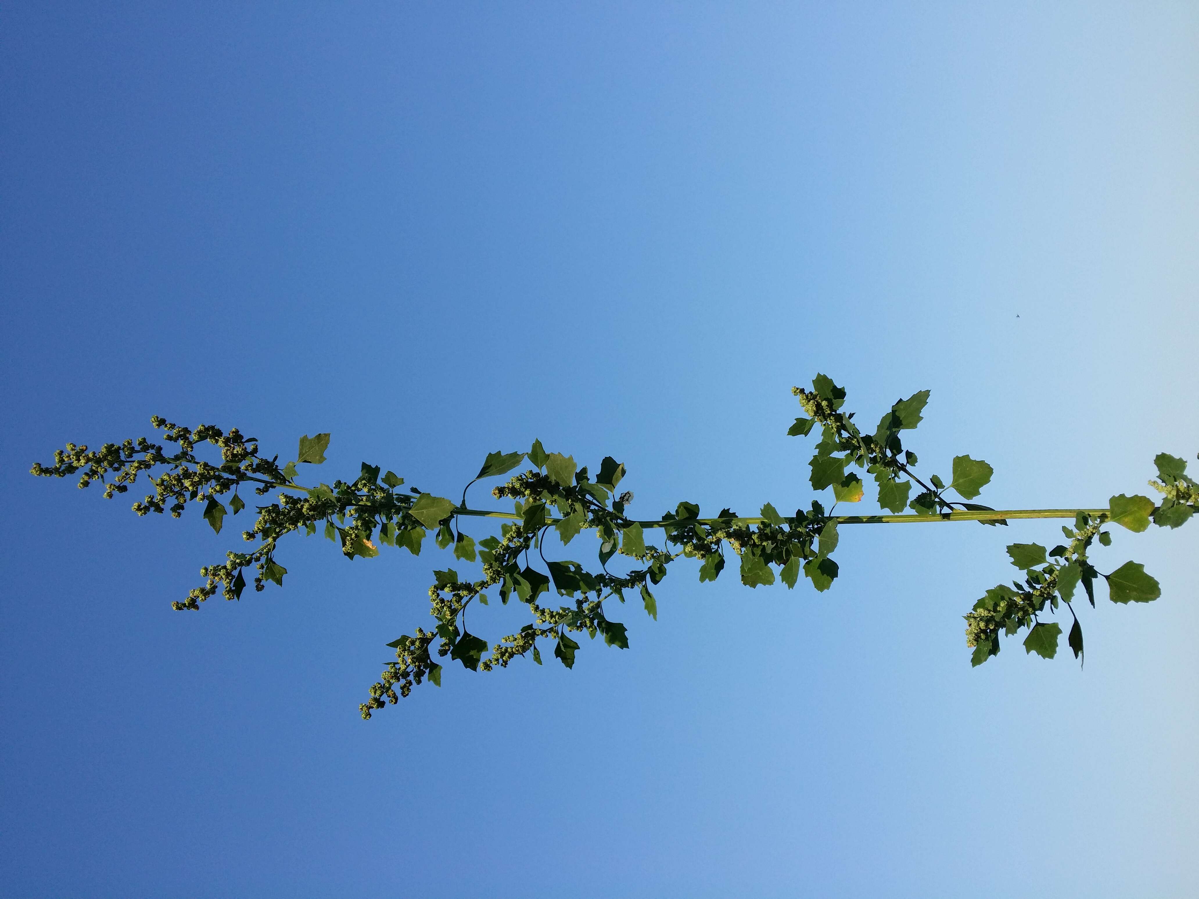 Image of Grey Goosefoot