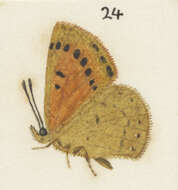 Image of Lycaena salustius (Fabricius 1793)