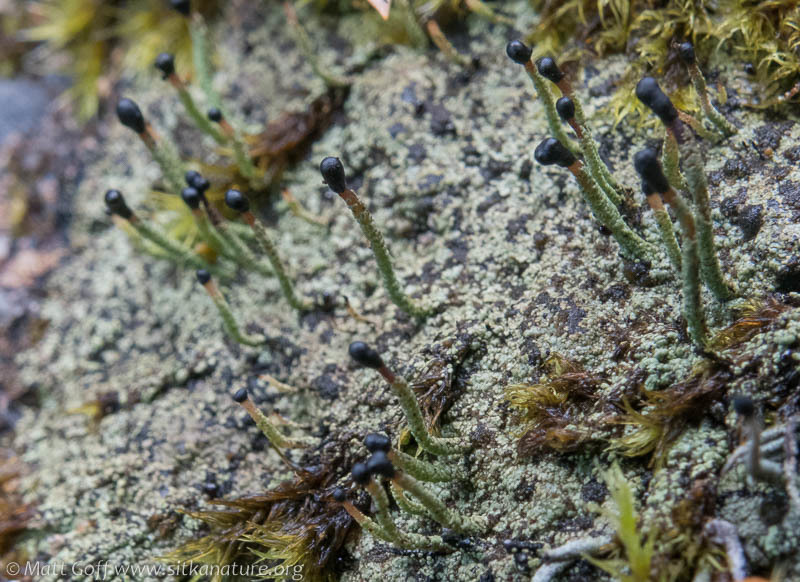 Image of <i>Pilophorus clavatus</i>