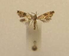 Слика од Glyphipterix leptosema Meyrick 1888