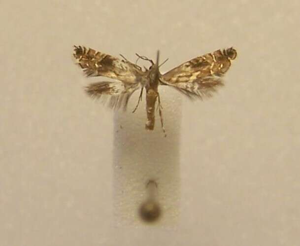 Слика од Glyphipterix leptosema Meyrick 1888